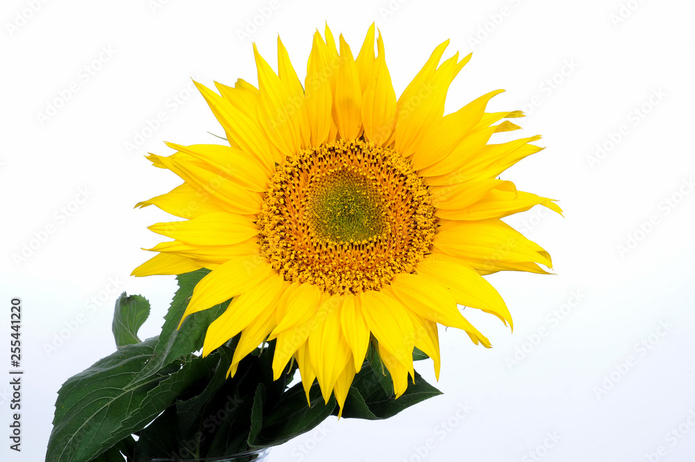 Obraz premium flower sunflower 