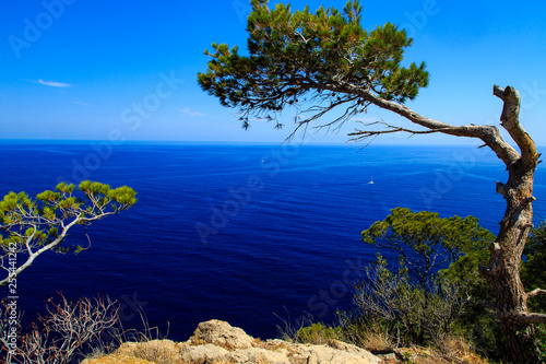 Fototapeta Naklejka Na Ścianę i Meble -  Mallorca Westküste Meerblick mit Baum 