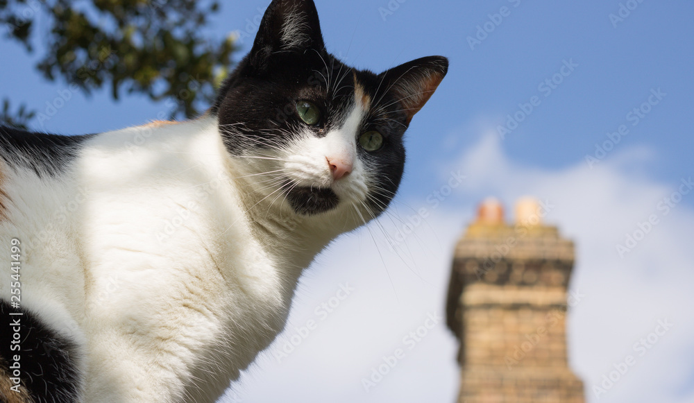 Close-up: cute cat with green eyes is on background of rooftop chimney and blue sky. Concept: Springtime. 