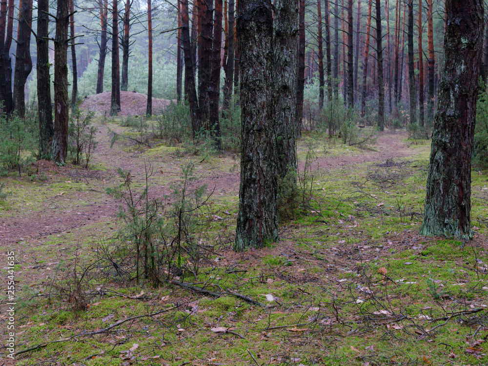 dark dense pine forest. tree trunks and shrubs