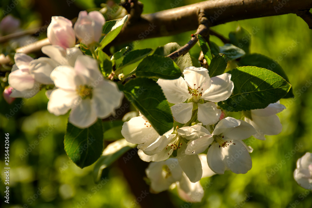 Flowers on the Apple tree. Spring blooming garden in may. Flowers on the Apple tree. Spring blooming garden in may.