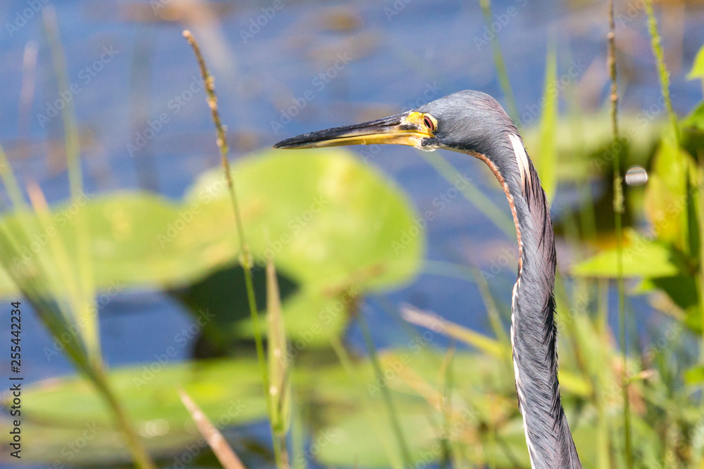 A wild tricolored heron fishing in the waters of Everglades National Park (Florida). A wild tricolored heron fishing in the waters of Everglades National Park (Florida).