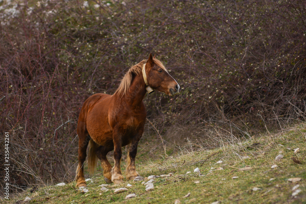 Obraz premium cavallo al pascolo brado in montagna