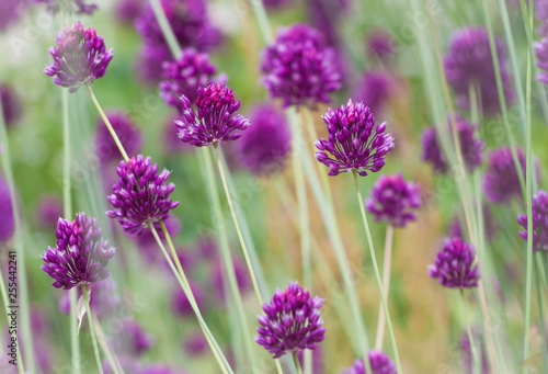   loseup of purple allium onion flowers on a sunny day against bright natural background