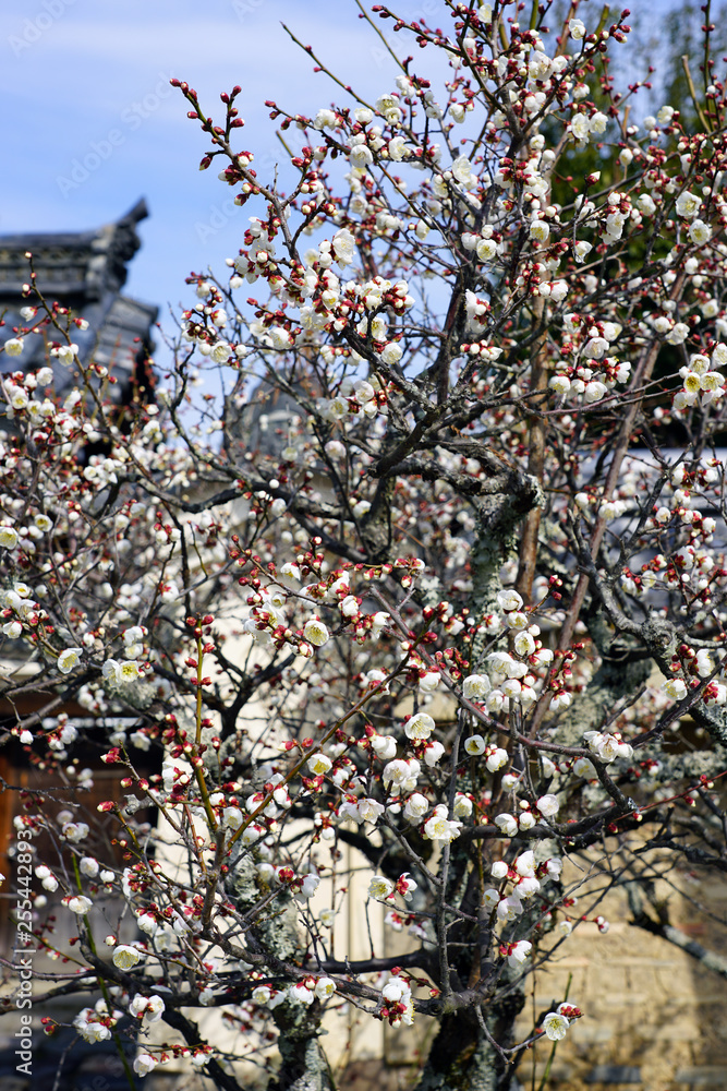 White flower blooms of the Japanese ume apricot tree, prunus mume, in winter in Japan White flower blooms of the Japanese ume apricot tree, prunus mume, in winter in Japan