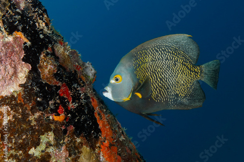 French Angelfish swimming next to a coral-encrusted dock piling