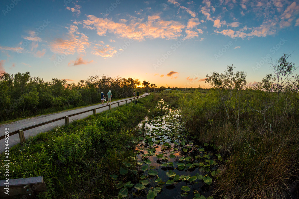 Landscape view of Everglades National Park during the sunset (Florida).