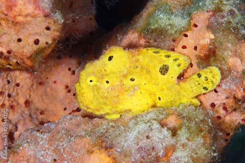 Longlure Frogfish perched on a sponge photo