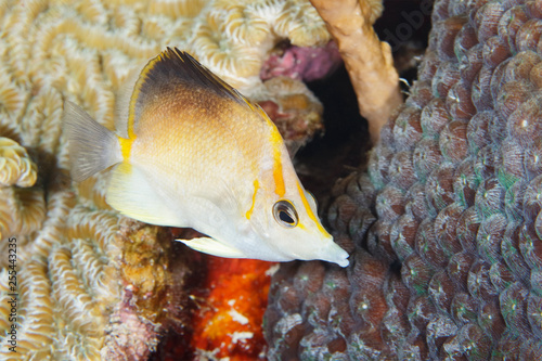 Longsnout Butterflyfish swimming over a coral reef photo