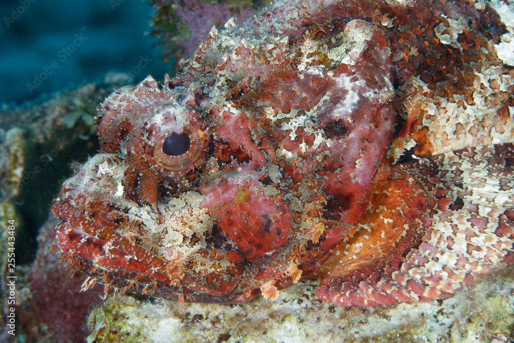Closeup of a Spotted Scorpionfish waiting to ambush a passing fish Closeup of a Spotted Scorpionfish waiting to ambush a passing fish