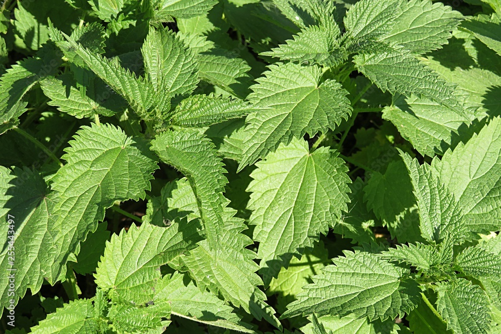Nettle leaves background in the garden, closeup Nettle leaves background in the garden, closeup