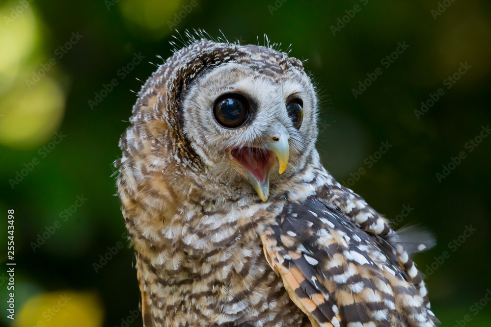 Obraz premium Close up of a Chaco Owl (Strix chacoensis) juvenile bird of prey