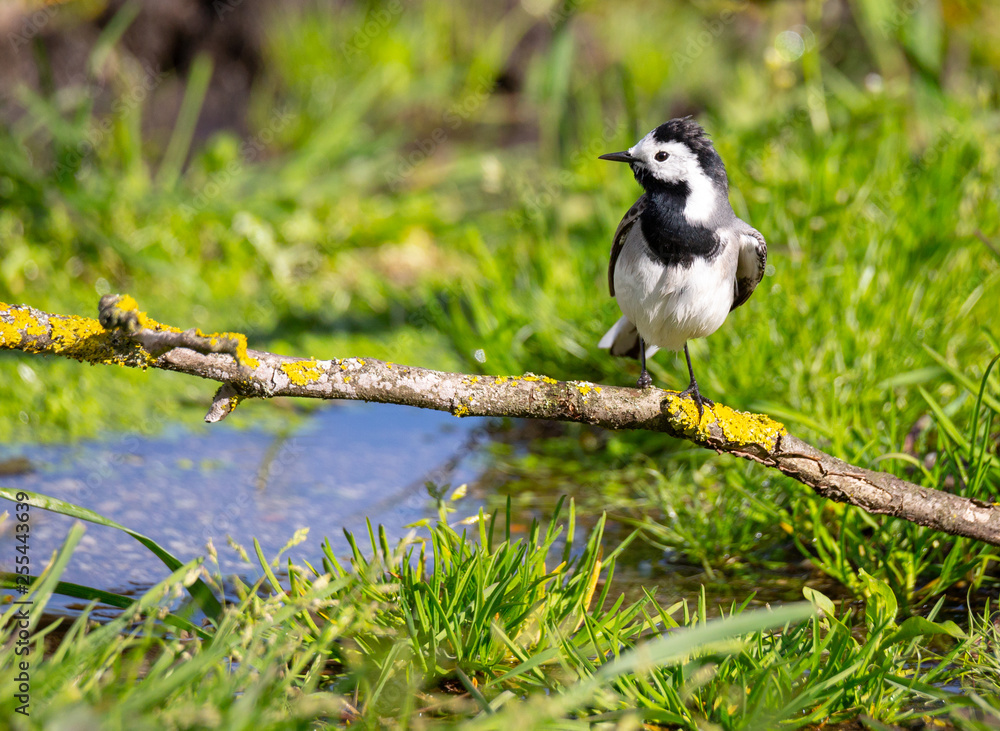 Obraz premium Motacilla alba (Alveola Branca) siting in a branch near water, Povoa de Lanhoso, Portugal. 