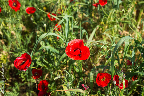 Field of colorful spring poppies on Peloponnese in Greece photo