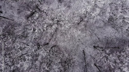 frozen trees and fairy-tale forest