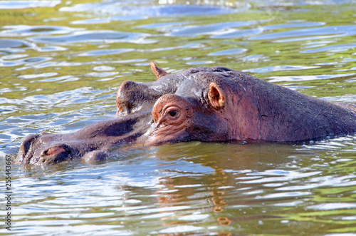 Hippopotamus, Hippo half submerged. Kruger National Park, South Africa