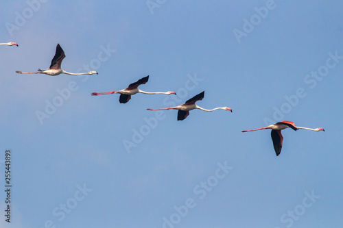 Flamingoes flying from country to country