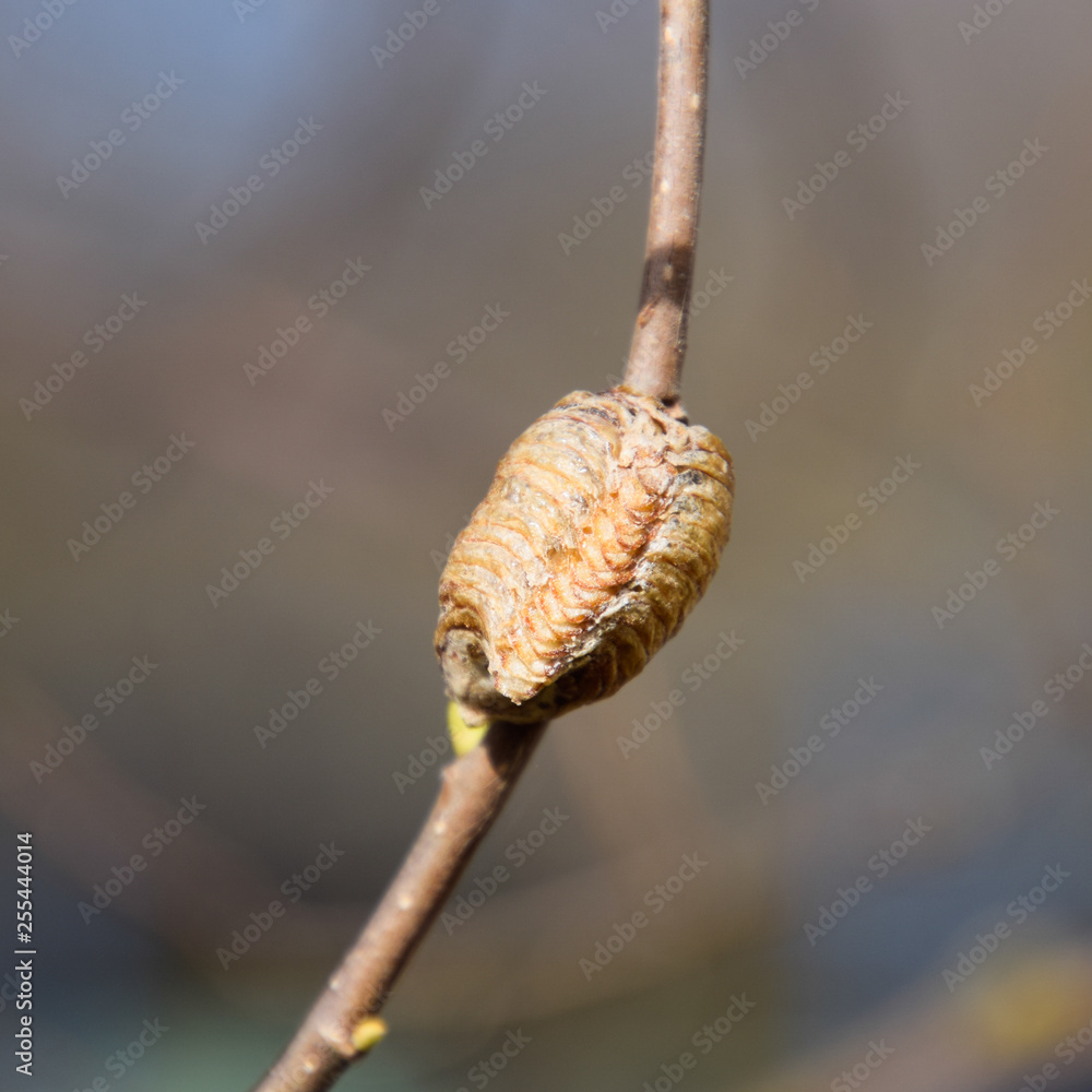 Ootheca mantis on the branches of a tree. The eggs of the insect Ootheca mantis on the branches of a tree. The eggs of the insect