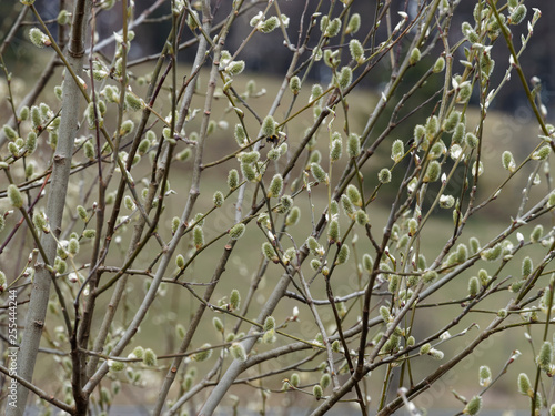 Salix caprea - Rameaux du saule marsault garnis de chatons de fleurs dressés photo