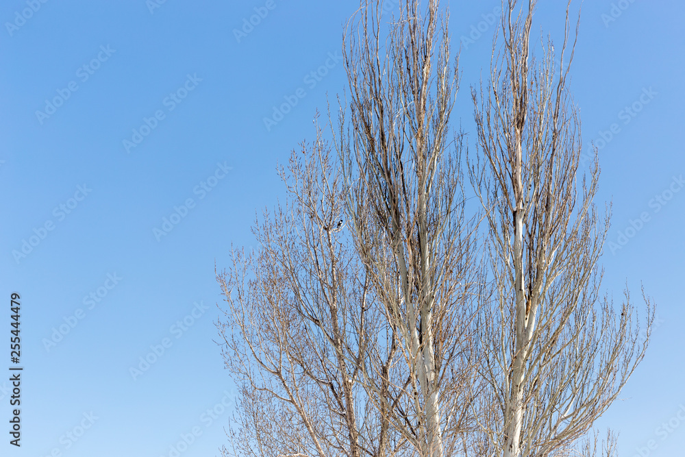 Freestanding tree in winter Freestanding tree in winter
