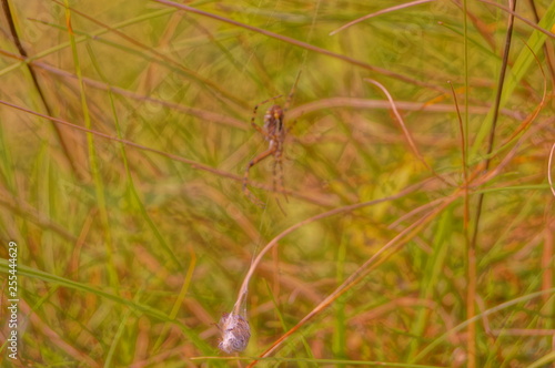 spider on cobweb