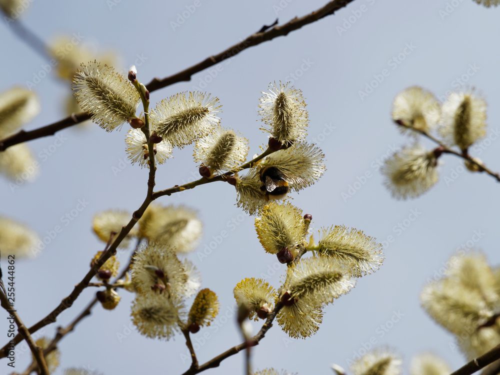 Salix caprea - Rameaux du saule marsault garnis de chatons de fleurs dressés nectifères fréquentés par un bourdon récoltant le nectar Salix caprea - Rameaux du saule marsault garnis de chatons de fleurs dressés nectifères fréquentés par un bourdon récoltant le nectar