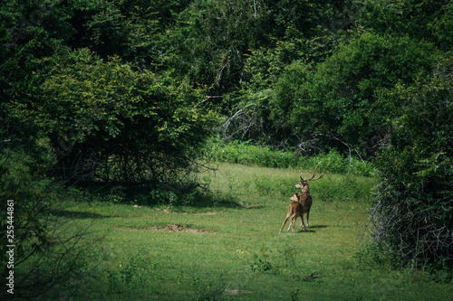 Deers on alert - Two deers looking at the jungle for a suspicious sound