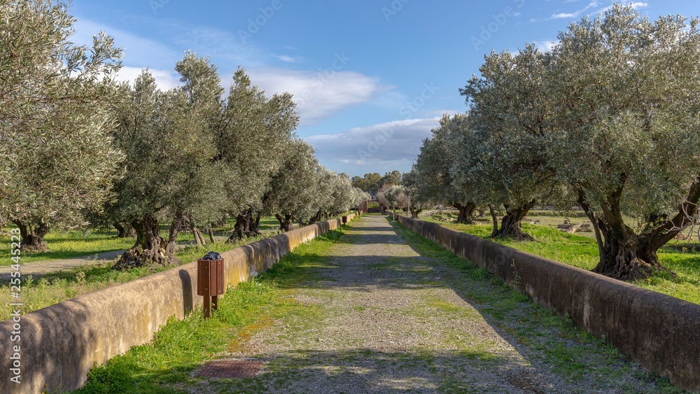 The garden of olives 