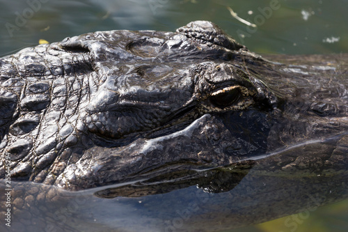 A wild alligator swimming in the waters of Everglades National Park (Florida).