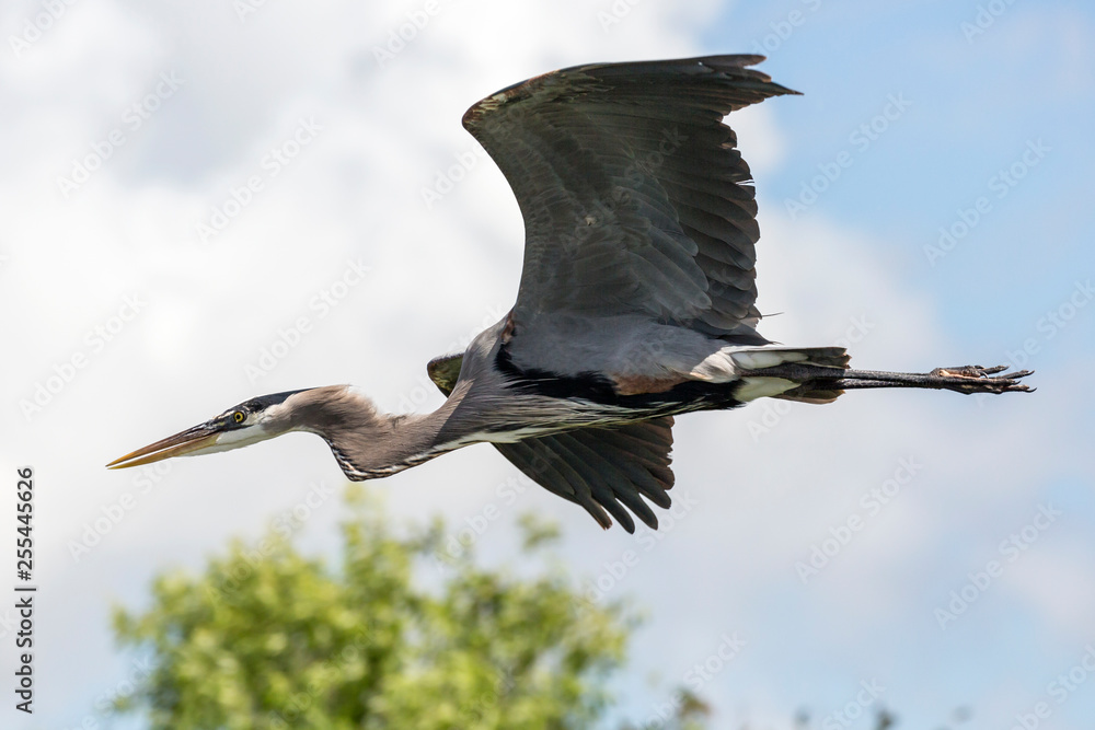 Fototapeta premium A wild great blue heron in Everglades National Park (Florida).