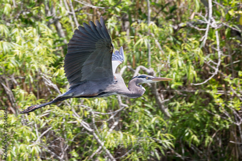 A wild great blue heron in Everglades National Park (Florida).