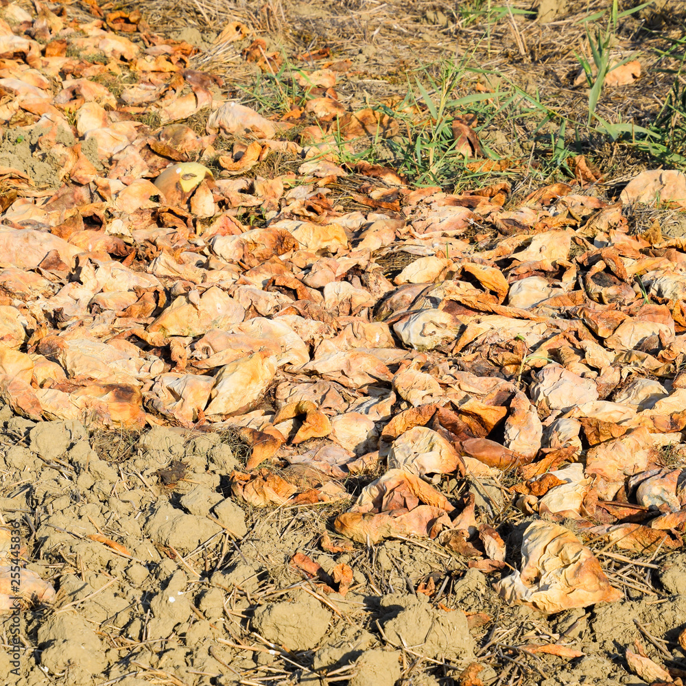 Heaps of rotting watermelons. Peel of melon. An abandoned field Heaps of rotting watermelons. Peel of melon. An abandoned field