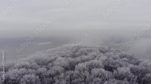 flight in the winter forest with snow on the trees at dawn on the dron