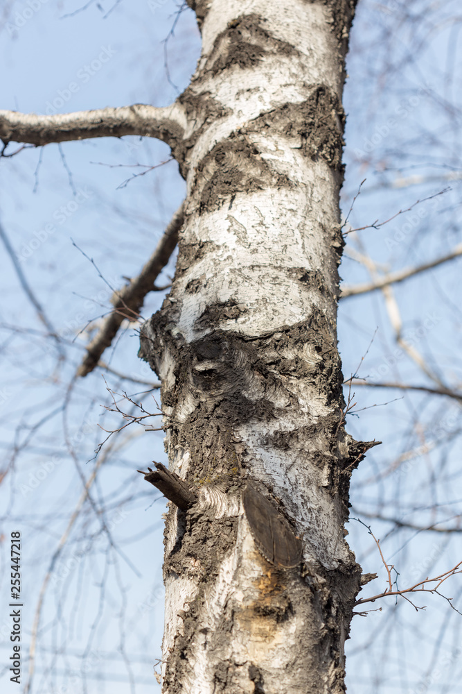 Trunks and branches of birches with white birch bark in a birch grove against the blue sky Trunks and branches of birches with white birch bark in a birch grove against the blue sky