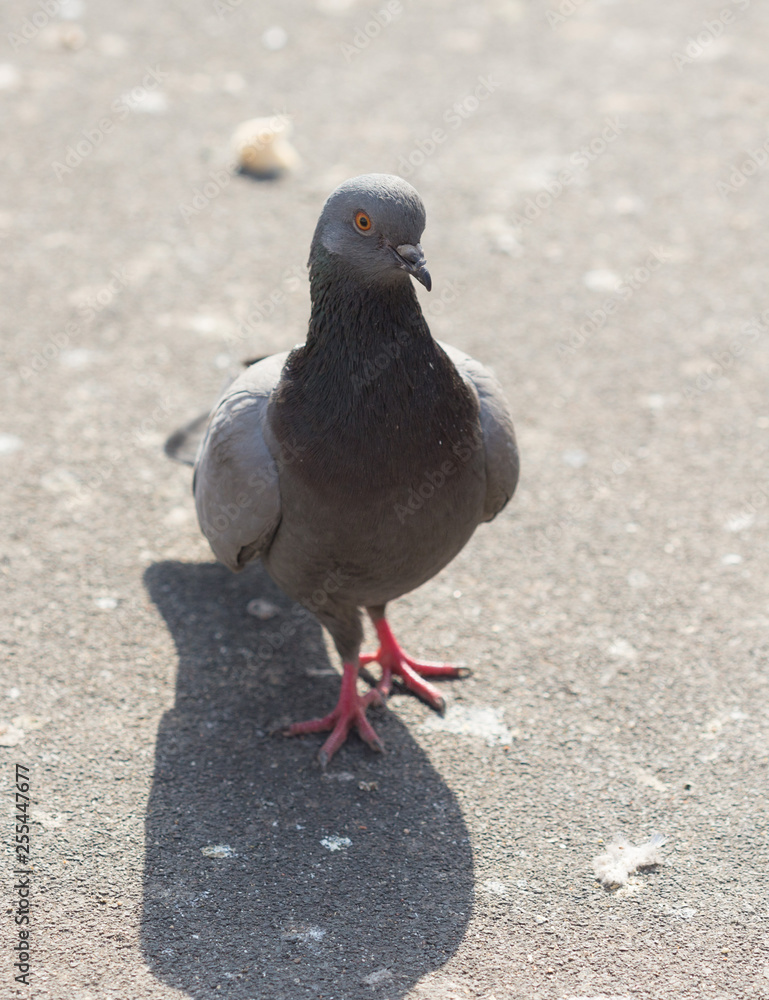 Obraz premium pigeons eat food