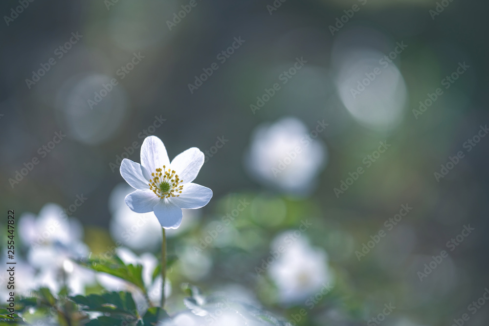 fleur blanche  sauvage de printemps