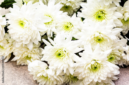 A bouquet of white chrysanthemums background. Flower Card Concept