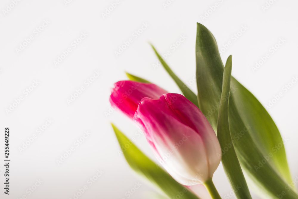 bouquet of gerberas, tulips and chrysanthemums. bouquet of bright fresh flowers in a vase on a light background bouquet of gerberas, tulips and chrysanthemums. bouquet of bright fresh flowers in a vase on a light background