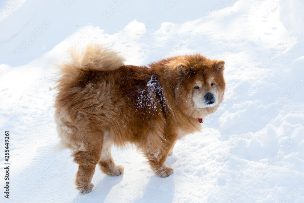 Large beautiful unleashed red chow chow looking back while playing in pristine fresh snow in the early morning Large beautiful unleashed red chow chow looking back while playing in pristine fresh snow in the early morning