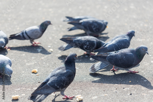 Many pigeons are eating food © donikz