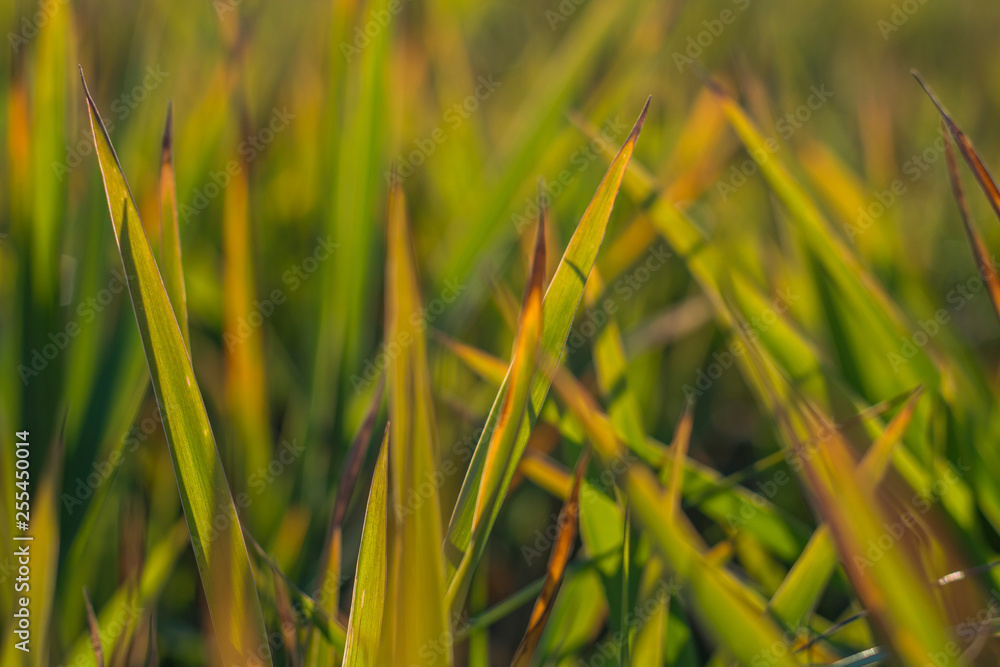 Abstract leaves of grass with defocused background lit by setting sun. Abstract leaves of grass with defocused background lit by setting sun.