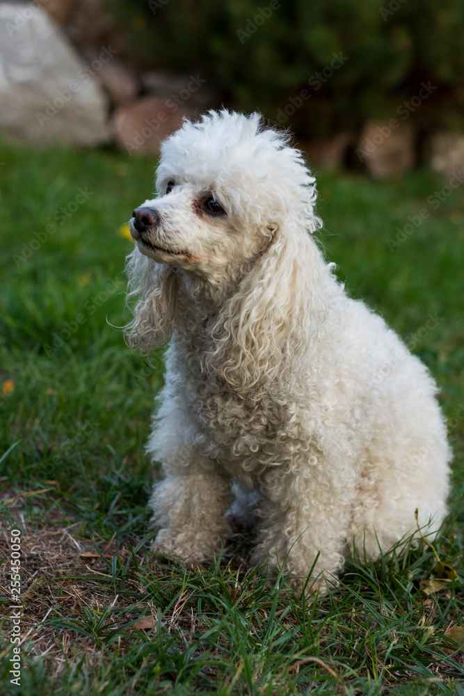 White dog (poodle) sitting on lawn listening and watching.