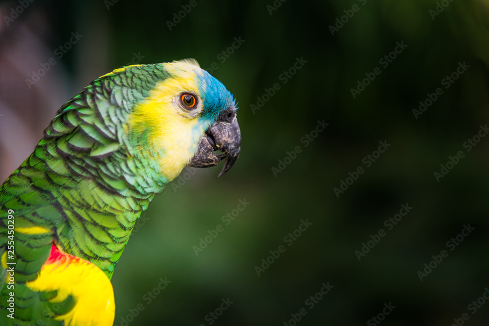 Φωτογραφία Close up of colorful macaw ara parrot in the jungle forest on a sunny day