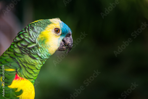 Close up of colorful macaw ara parrot in the jungle forest on a sunny day © Aleksandr Vorobev