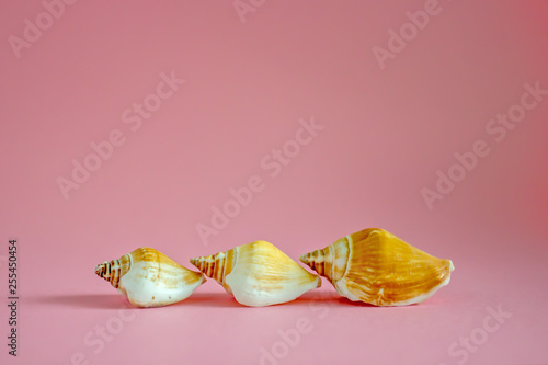 Three seashells on a pink monophonic background. Copy space photo