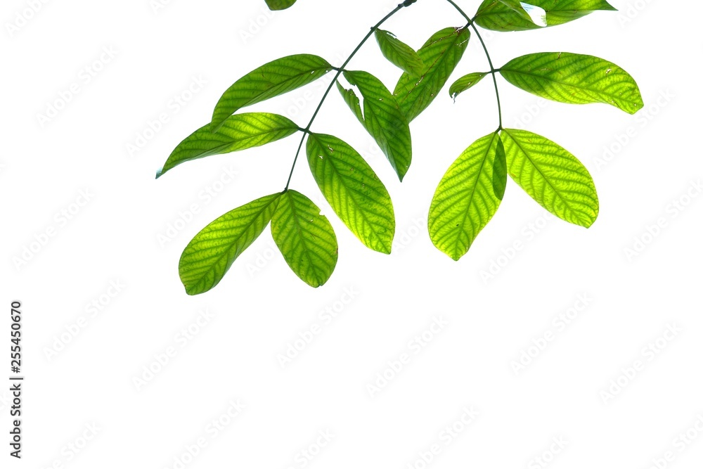 Tropical tree leaves with branches and sunlight on white isolated background for green foliage backdrop Tropical tree leaves with branches and sunlight on white isolated background for green foliage backdrop