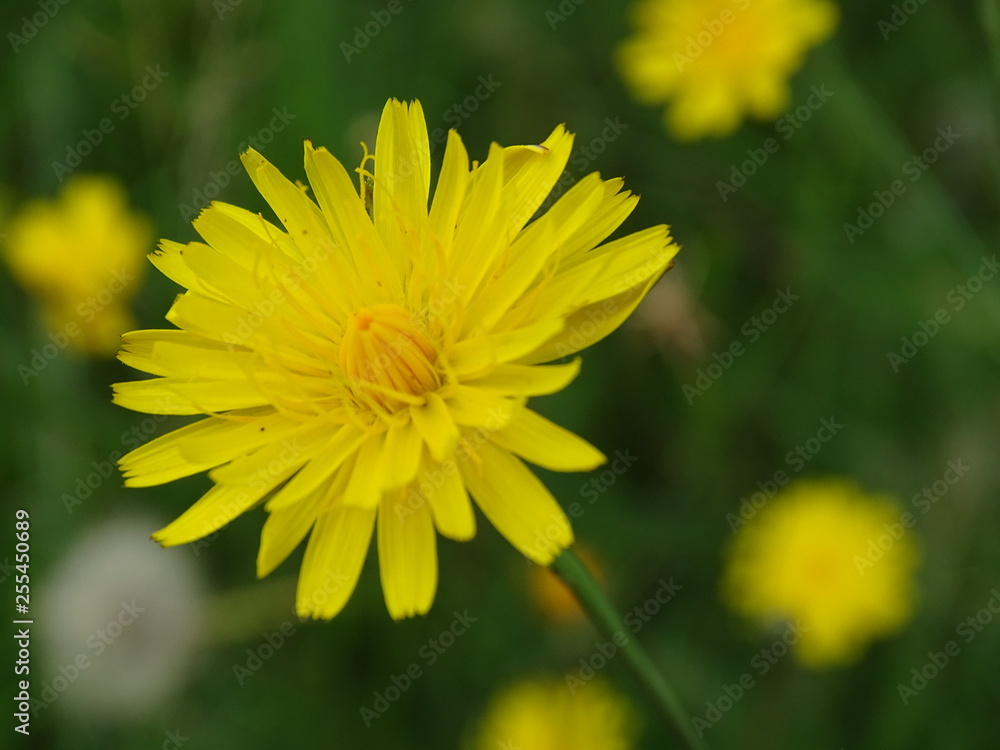 Pretty yellow flower Pretty yellow flower