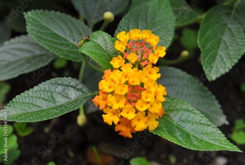 Pretty orange flower