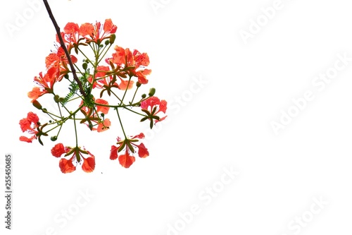 A beautiful bouquet of orange peacock flower on white isolated background 