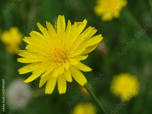 Pretty yellow flower